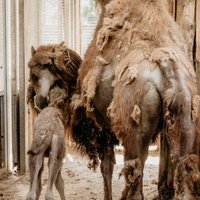 Rīgas Zooloģiskajā dārzā kamielis nogalinājis dzīvnieku kopēju