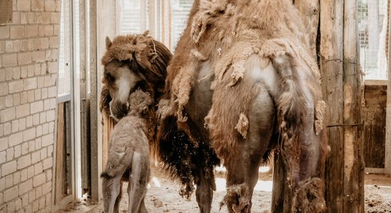 В вольере для верблюдов погиб сотрудник Рижского зоопарка