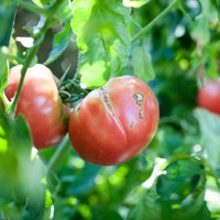 Kāpēc tomāti plaisā un vai satraukumam ir pamats?
