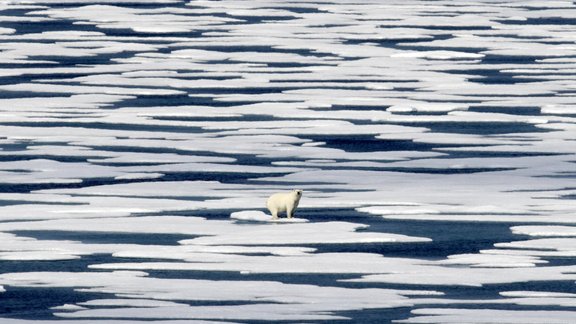 polar bear, Arctic