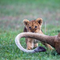 Foto: Lauvēns spēlējas un kož mammas asti