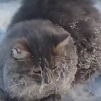 Video: Krievijā izglābj kaķi, kurš piesalis pie ledus