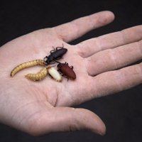 Ученые: пора перейти на насекомых и мясо из пробирки