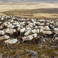 Krievijā pie Hatangas otro gadu pēc kārtas atrod milzumu ziemeļbriežu līķu