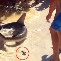 Video: Haizivs dzemdē tieši tūristu acu priekšā
