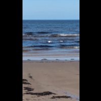 Video: Jūrmalas pludmalē novēro Latvijā reto Sāmsalas dižpīļu pārīti