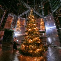 ФОТО. С рождественским рынком и без: Как выглядят в этом году новогодние елки в Вильнюсе и Таллине