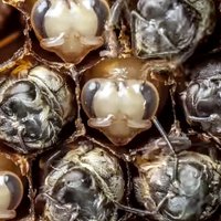 Interneta hits: nofilmētas bites dzīves pirmās dienas