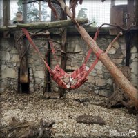 Для животных в Рижском зоопарке сделали качели из старых пожарных шлангов