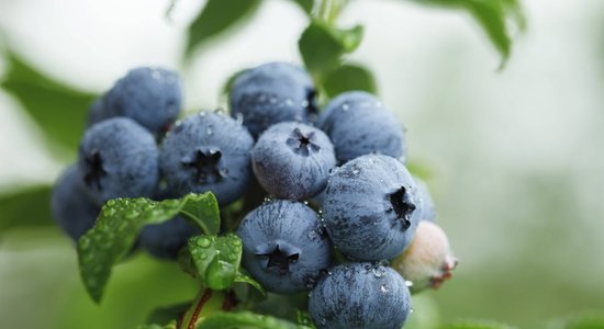 Septiņas saimniecības Latvijā, kur pašu rokām salasīt gardās ogas un citus kārumus