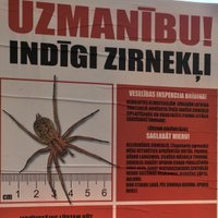 Par viltus zirnekļu plakātu izlīmēšanu policija kriminālprocesu neuzsāks