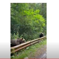 ВИДЕО: латвийцы кормят медведей на обочине, эксперты называют это безответственностью