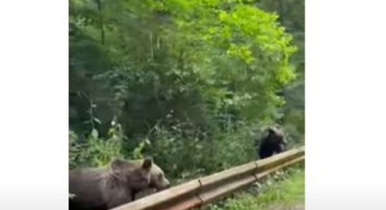 ВИДЕО: латвийцы кормят медведей на обочине, эксперты называют это безответственностью