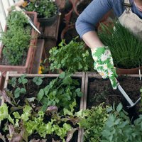 Zāliena kopšana, zaru apzāģēšana un balkona apzaļumošana – pirmo dārza darbu padomi