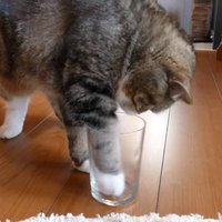 Tests: Kreilis vai labrocis – pārbaudi savu kaķi