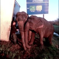 Video: Divi ziloņi ASV izglābj kravas automašīnu no apgāšanās