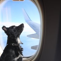 Поступок пилота AirBaltic взбудоражил интернет: "На такое способен не каждый!"