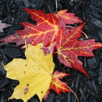 Осень наступила: куда сдавать собранные листья?