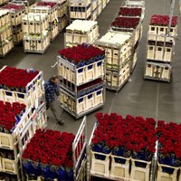 Foto: 'Ziedu Volstrīta' – pasaulē lielākais puķu tirgus