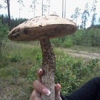 Foto: Brangs sēņu loms Ķeguma mežos un milzīgs 'krieviņš'