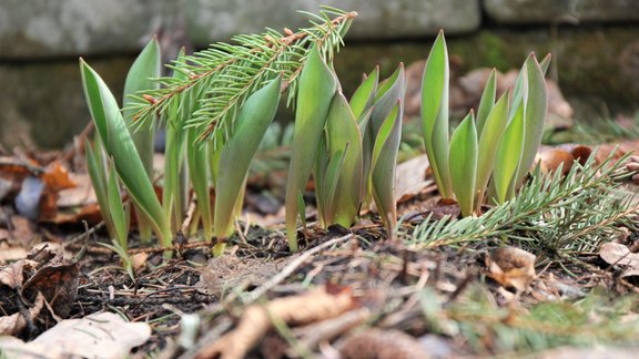 tulpes, pavasaris, tulpju lapas