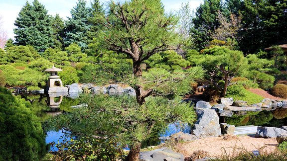 Japāņu stila dārzs, japāņu dārzs, bonsai Foto: Ksenukai Latvija