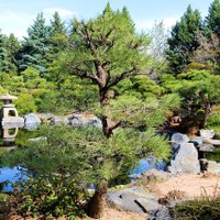 Japāņu stila dārzs: izveides knifi un vēlamie augi