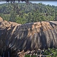 Foto: Ērglēns Durberts četros mēnešos krietni paaudzies