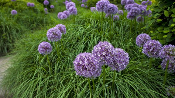 dekoratīvie sīpoli,alliumi, allium, graudzāles