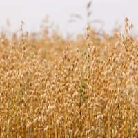 'Rīgas Dzirnavnieks' šogad pieņems 150 000 tonnu graudu