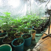 Salaspils novadā uziet marihuānas audzētavu