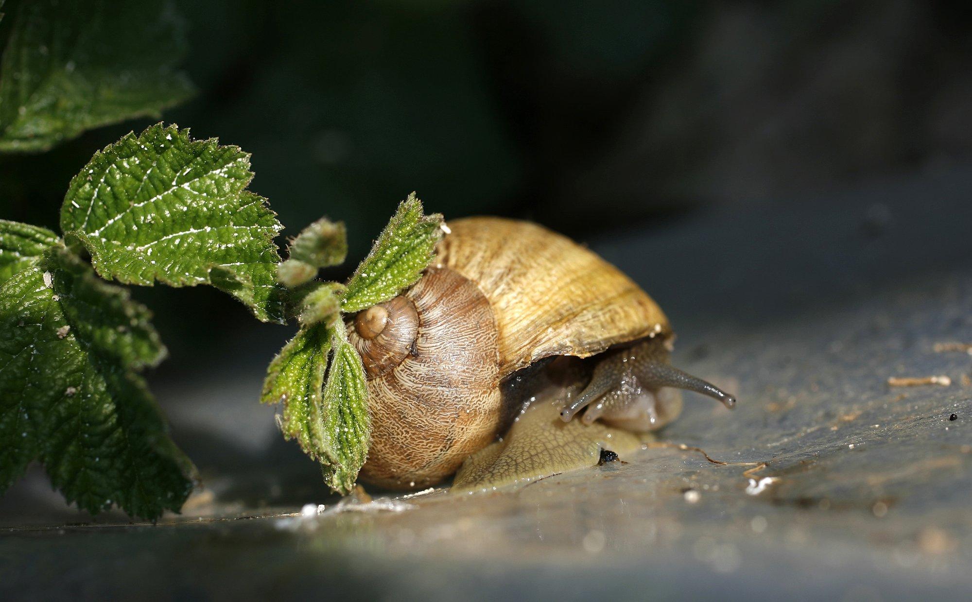       -                 Achatina reticulata          