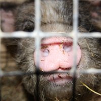 Ассоциация: АЧС на Latgales Bekons - большой шок и потеря для свиноводческой отрасли