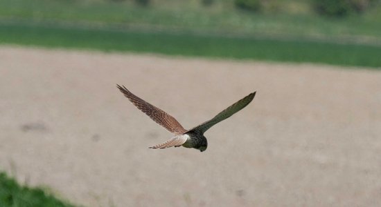 Grīziņkalnā vārnu un grauzēju visatļautību savalda vistu vanagi