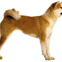 Suņu šķirne: akita