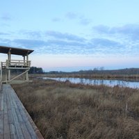 Jauna pastaigu taka Latvijā: izbaudi Pelēču ezera purva dabas ainavas