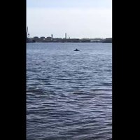 Foto un video: Daugavā pie Mangaļsalas mola novērots delfīns