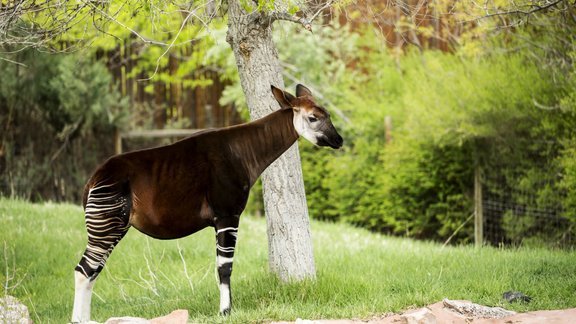 okapi meža punduržirafe