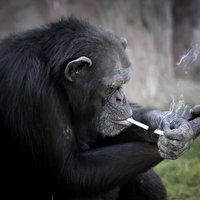 Pasauli satriec smēķējoša šimpanze, kura zoodārzam piesaista apmeklētājus