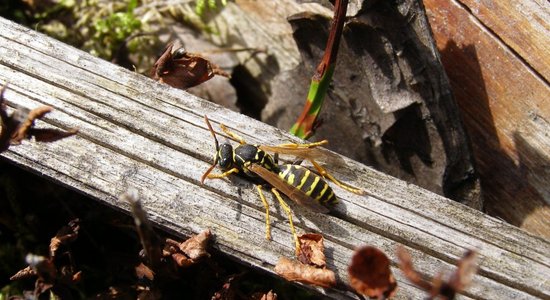 Entomologs Dmitrijs Teļnovs: lapseņu šogad nav kļuvis vairāk