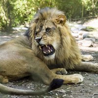 В американском зоопарке лев растерзал девушку-стажерку и был убит