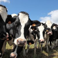 Беременную корову усыпят за незаконное пересечение границы ЕС