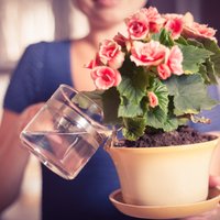 Telpaugu laistīšana: kā pareizi lutināt augus ar ūdeni