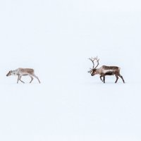 Nenomirt badā polārajā ziemā: kā ziemeļbrieži atrod ķērpjus sniegā