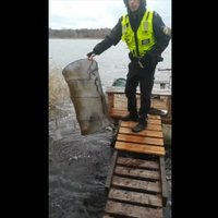 Video: Policisti Buļļupē atrod divus nelegālus zvejas murdus