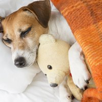 Dīvaini suņu gulēšanas paradumi un to skaidrojumi
