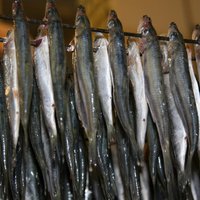 Četri Latvijas zivju pārstrādātāji varēs tirgoties Ķīnā