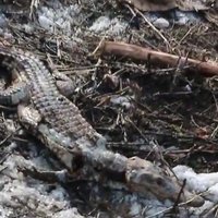 Video: Čuvašijas skolēni izgāztuvē atrod beigtu krokodilu