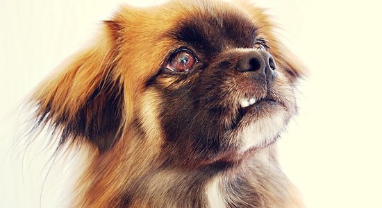 Suņu šķirne: Tibetas spaniels