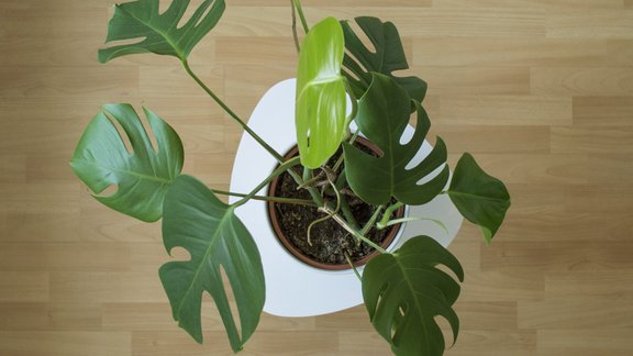 monstera telpaugs 